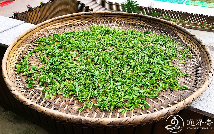 揉茶